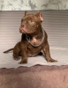 Photo №3. Chiots Micro exotiques American Bully. Serbie