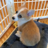 Photo №1. welsh corgi - à vendre en ville de Graz | négocié | Annonce №53346