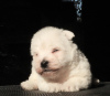 Photo №3. Chiots West Highland White Terrier filles. Fédération de Russie