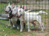 Photos supplémentaires: Mini-bull terriers