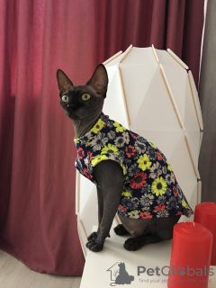 Photo №1. vêtements pour chats sphinx en ville de Москва. Prix - 13€. Annonce № 7466