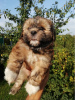 Photo №1. shih tzu - à vendre en ville de Daugavpils | 450€ | Annonce №71252