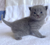 Photo №2 de l'annonce № 104279 de la vente british shorthair - acheter à Allemagne annonce privée