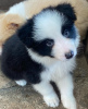 Photo №1. border collie - à vendre en ville de Berne | négocié | Annonce №123418