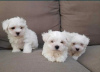 Photo №1. bichon maltais - à vendre en ville de Vienna | négocié | Annonce №40429