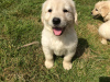 Photo №3. Magnifique golden retriever en adoption gratuite. Allemagne