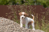 Photos supplémentaires: chiot Jack Russell Terrier