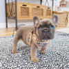 Photo №1. bouledogue - à vendre en ville de Stockholm | 379€ | Annonce №84879