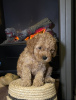 Photo №3. Chiots Cavapoo. Allemagne