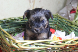 Photos supplémentaires: Adorables chiots yorkais à vendre (mini)