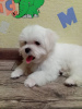 Photo №4. Je vais vendre bichon maltais en ville de Tachkent. annonce privée - prix - 473€