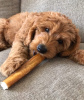 Photo №3. Chiots Goldendoodle F1B. USA