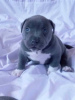 Photo №1. american pit bull terrier - à vendre en ville de Leverkusen | négocié | Annonce №127208