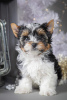 Photo №1. biewer yorkshire terrier - à vendre en ville de Kropivnitsky | 573€ | Annonce №8677