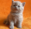 Photo №3. Продается Британский короткошерстный котенок. USA