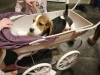 Photo №2 de l'annonce № 100510 de la vente beagle - acheter à Allemagne annonce privée