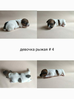 Photo №4. Je vais vendre jack russell terrier en ville de Москва. éleveur - prix - 517€