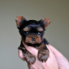 Photo №1. yorkshire terrier - à vendre en ville de Los Angeles | 426€ | Annonce №43828