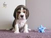 Photo №4. Je vais vendre beagle en ville de Приморск. de la fourrière - prix - 700€