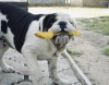 Photo №2 de l'annonce № 25371 de la vente bulldog anglais - acheter à Biélorussie 
