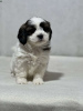 Photo №2 de l'annonce № 44774 de la vente shih tzu - acheter à Allemagne 