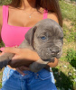 Photo №1. cane corso - à vendre en ville de Мальмё | négocié | Annonce №23063