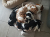Photo №3. adorable chiost cavalier king charles disponible. France