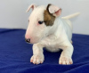 Photo №1. bull terrier - à vendre en ville de Chisinau | négocié | Annonce №124380