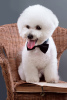 Photos supplémentaires: Chiots bichon frisé