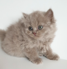 Photos supplémentaires: British longhair cat lilas babyboy - Père est champion du monde