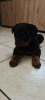 Photo №1. rottweiler - à vendre en ville de Gostynin | Gratuit | Annonce №126692