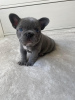 Photo №1. bouledogue - à vendre en ville de Wrocław | négocié | Annonce №47079