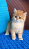 Photo №2 de l'annonce № 84059 de la vente british shorthair - acheter à USA annonce privée