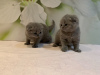 Photo №3. Chatons Scottish Fold en bonne santé en Allemagne. Allemagne