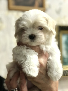 Photos supplémentaires: Garçons et chiots maltais