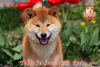 Photo №1. shiba - à vendre en ville de Khmelnitsky | 1500€ | Annonce №113558