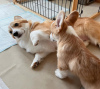 Photo №3. Pembroke Welsh Corgi chiens. La croatie