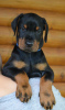 Photos supplémentaires: Chiots Dobermann à vendre