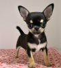 Photo №3. Beaux chiots Chihuahua. La finlande