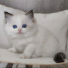 Photo №1. ragdoll - à vendre en ville de Prague | négocié | Annonce № 89448