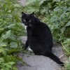 Photos supplémentaires: Ollie est un chat auvent inhabituel à la recherche d'une maison.