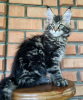 Photo №2 de l'annonce № 104306 de la vente maine coon - acheter à USA annonce privée