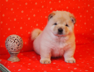 Photos supplémentaires: Chiots chow chow