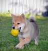 Photo №3. Chiots Shiba Inu. Serbie