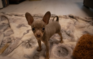 Photos supplémentaires: Chiot jouet russe garçons