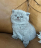 Photo №2 de l'annonce № 90830 de la vente british shorthair - acheter à Allemagne annonce privée