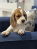 Photo №1. beagle - à vendre en ville de New york | 379€ | Annonce №102249