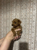 Photo №1. caniche (jouet) - à vendre en ville de Minsk | 2000€ | Annonce №58988