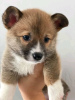 Photo №1. welsh corgi - à vendre en ville de Seven Hills | 300€ | Annonce №71699