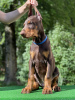 Photo №4. Je vais vendre dobermann en ville de Minsk. de la fourrière, éleveur - prix - 804€